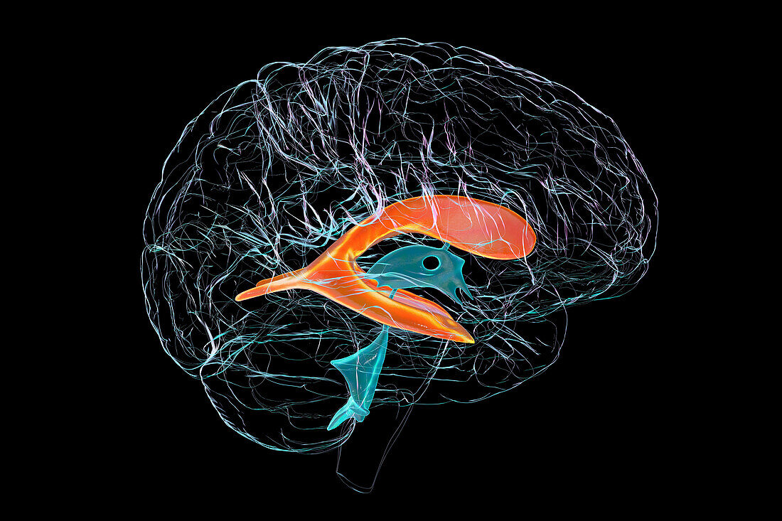 Lateral brain ventricles, illustration