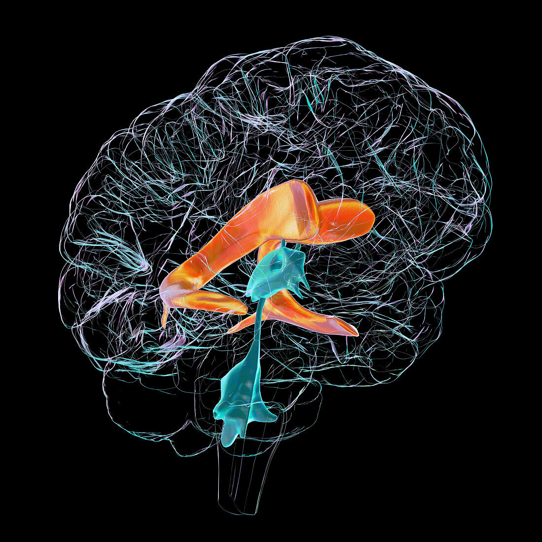 Lateral brain ventricles, illustration