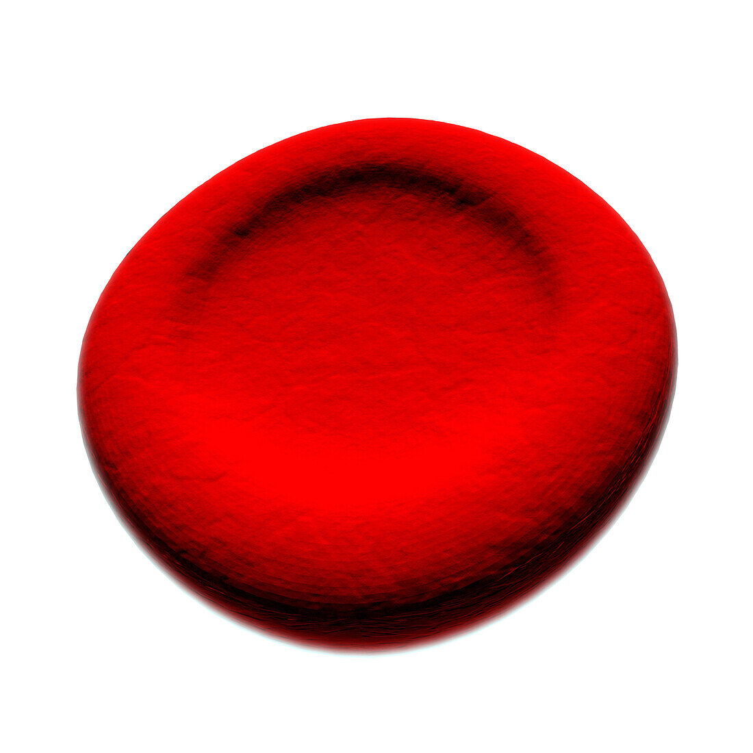 Macrocyte abnormal red blood cell, illustration