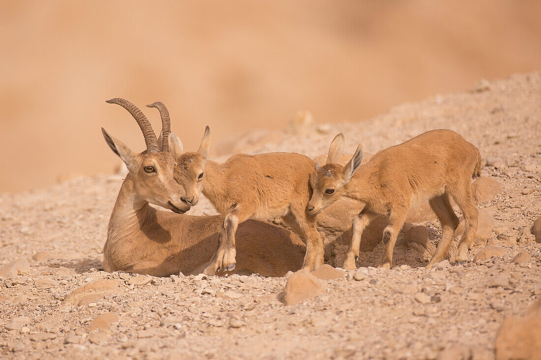 Juvenile Nubian ibex