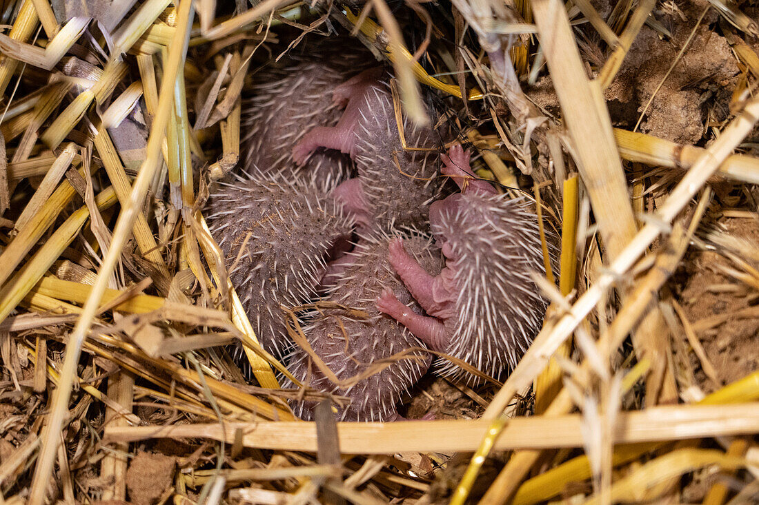 Litter of young southern white-breasted hedgehogs