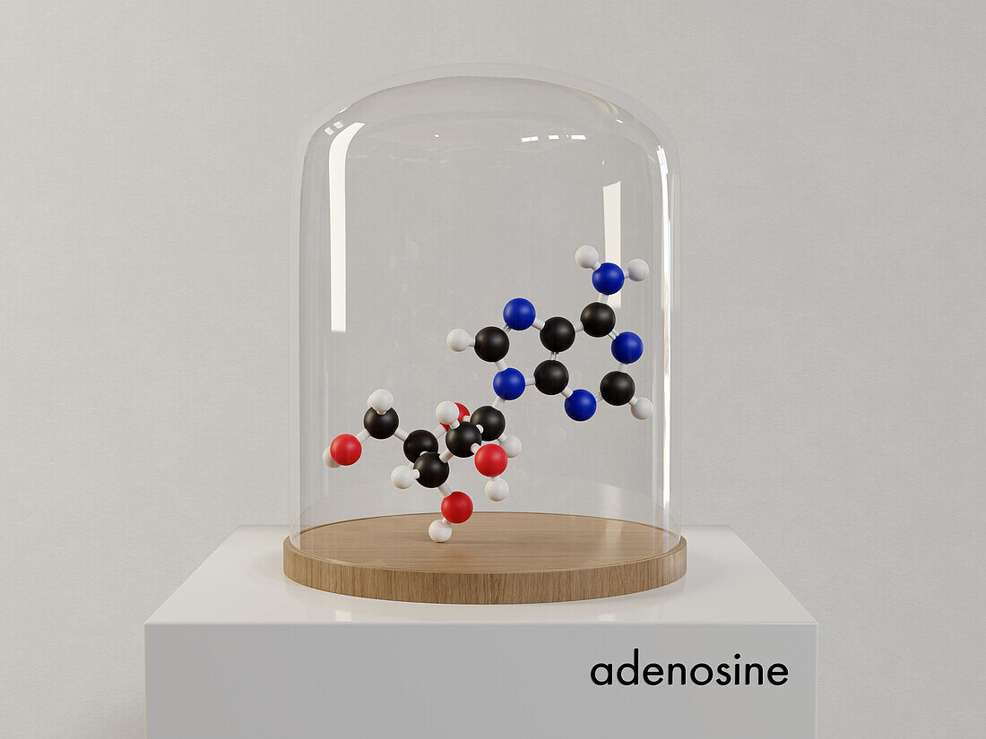 Adenosine purine nucleoside molecule, illustration