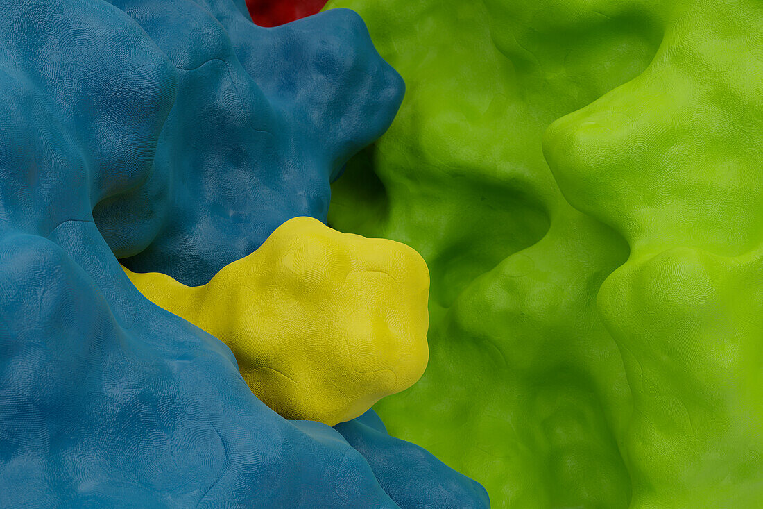 Arginase protein, illustration