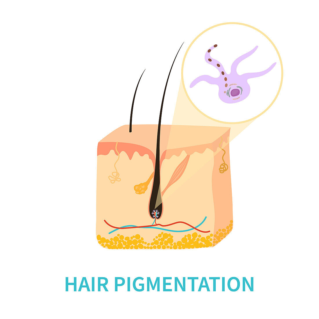 Hair colour pigmentation, conceptual illustration
