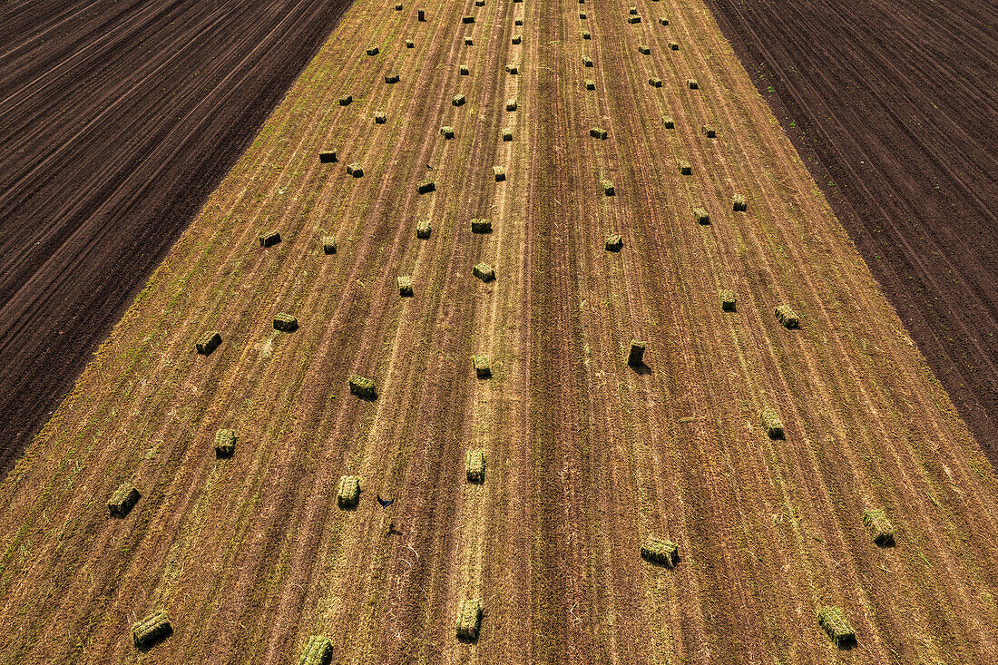Alfalfa hay bales in field, aerial view