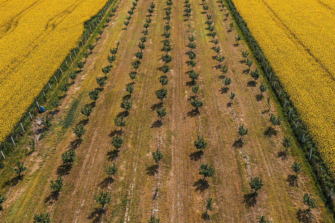 Aerial view of hazelnut orchard and oilseed rape field