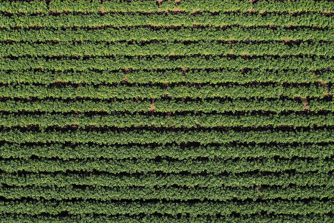 Aerial view of potato plantation