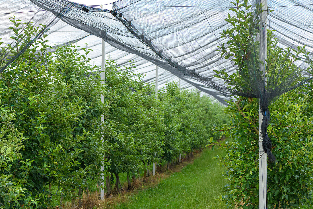 Hail and bird protective netting in apple orchard