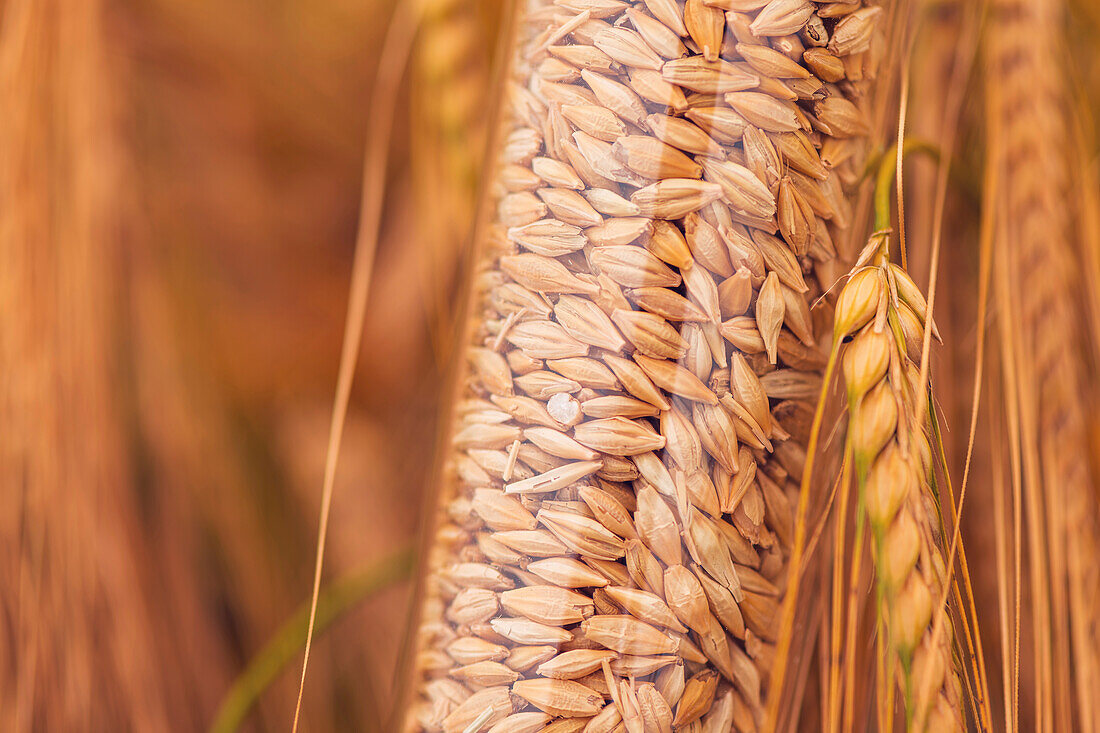 Sample of barley grains in plastic tube