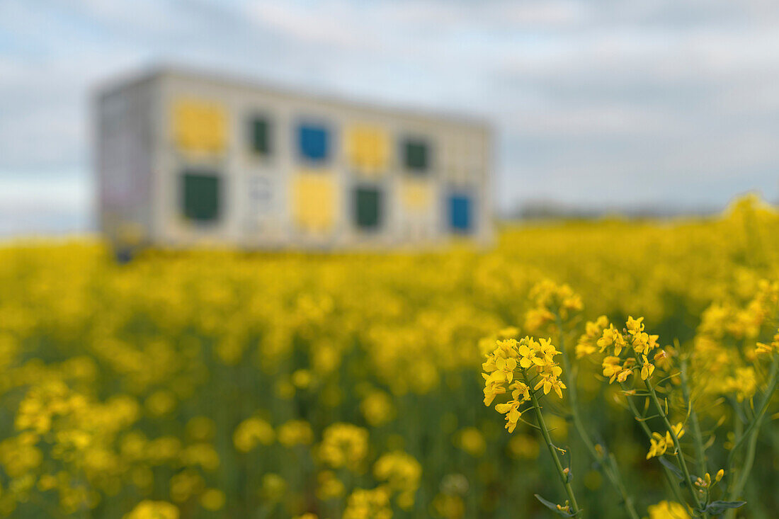 Beehive trailer in blooming rapeseed field
