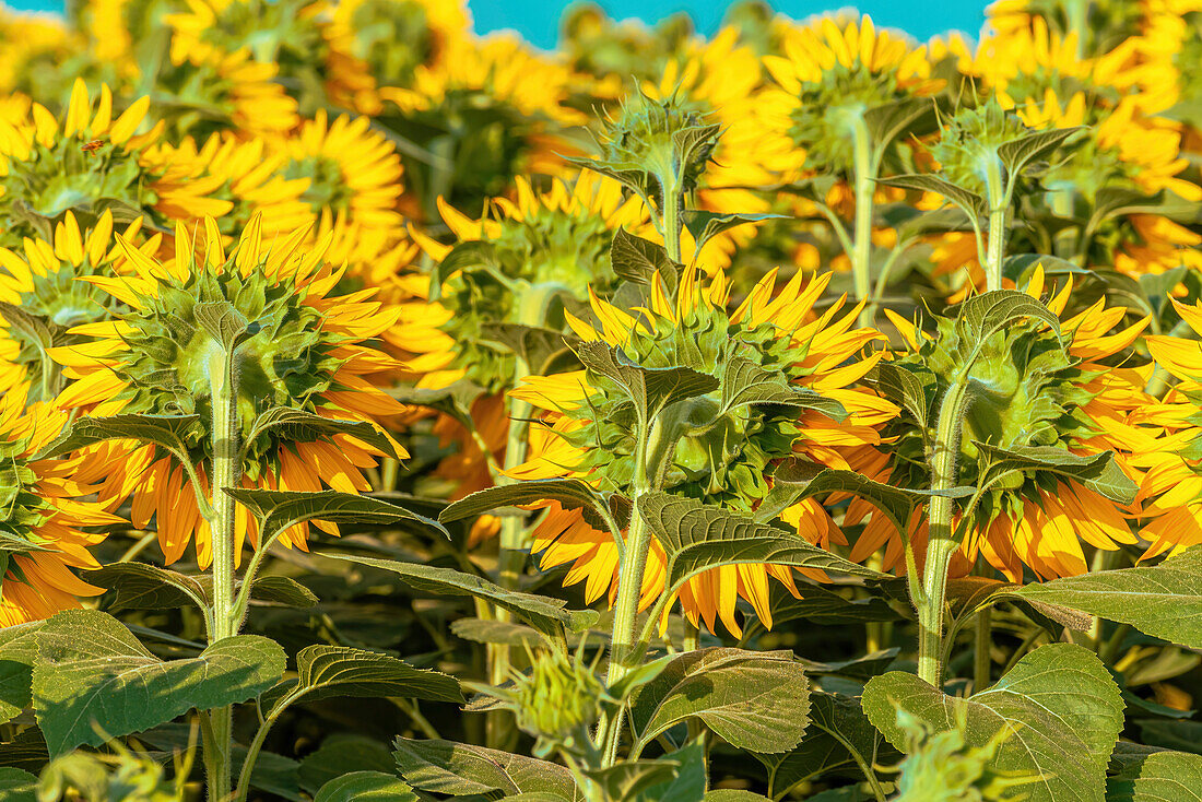 Blooming sunflower crop