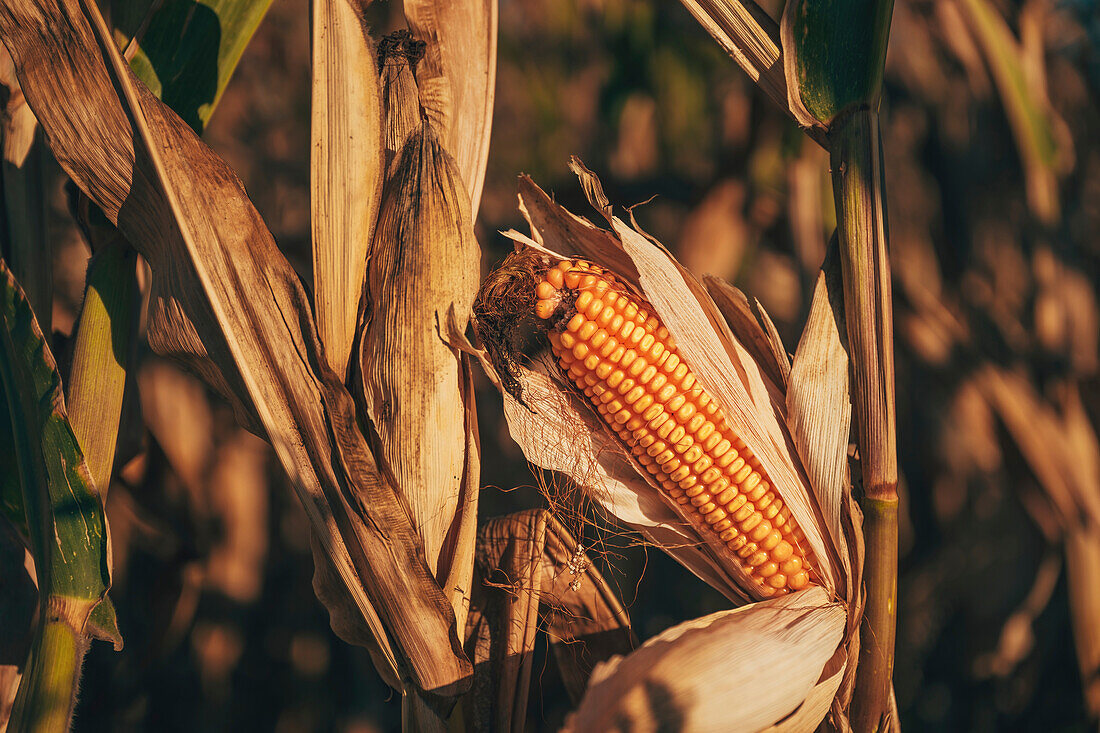 Ripe corn cob