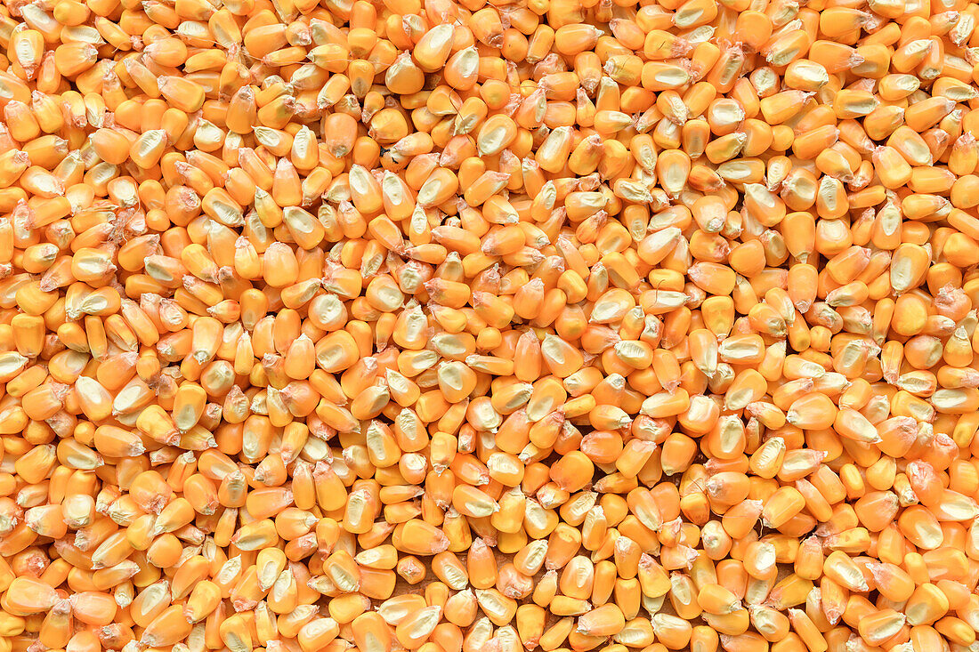Harvested corn grains