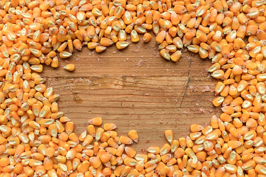 Harvested corn grains