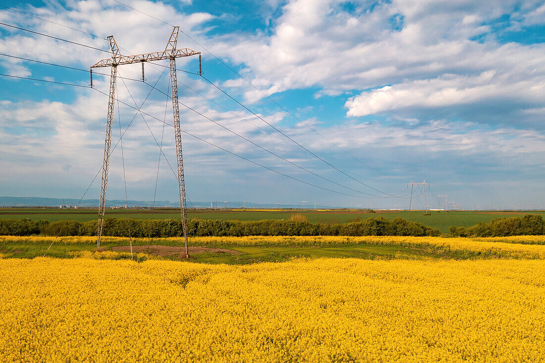 Power line transmission towers in rapeseed field