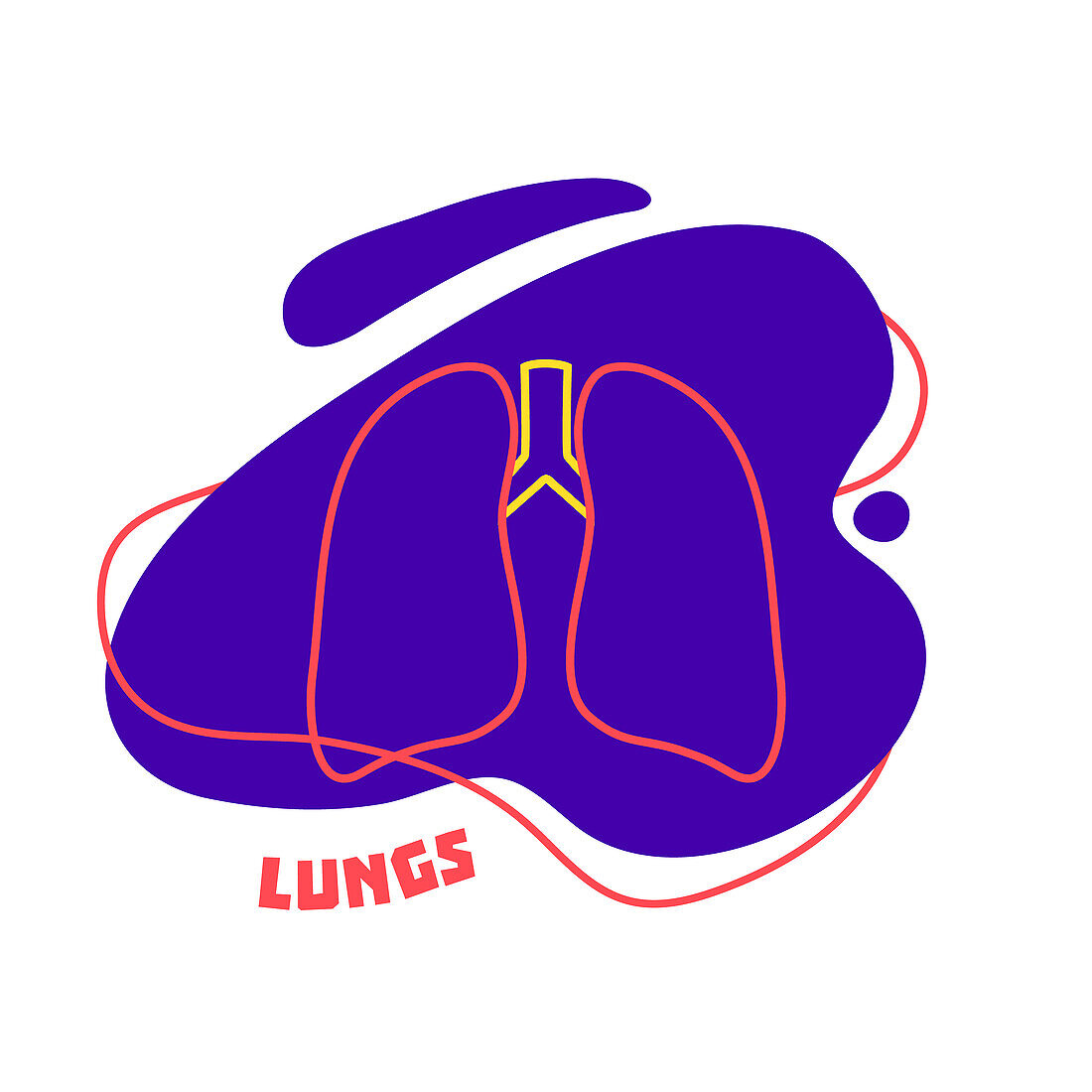 Lungs, conceptual illustration