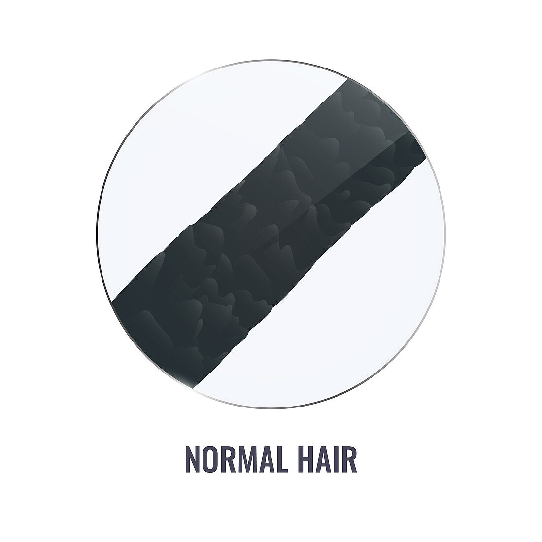 Healthy hair surface, conceptual illustration