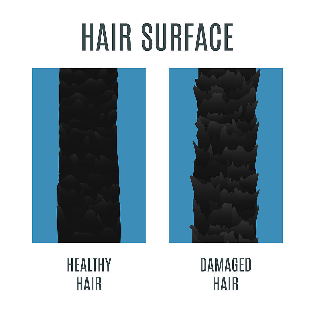Healthy and damaged hair surface, conceptual illustration