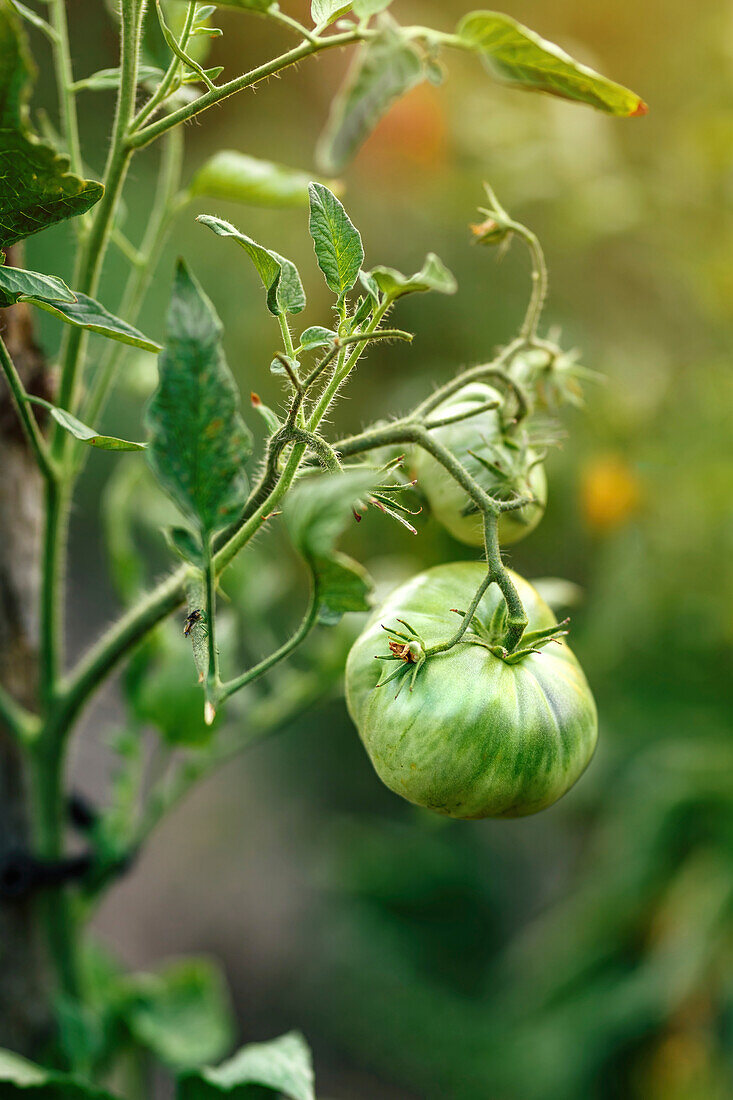 Unripe tomato