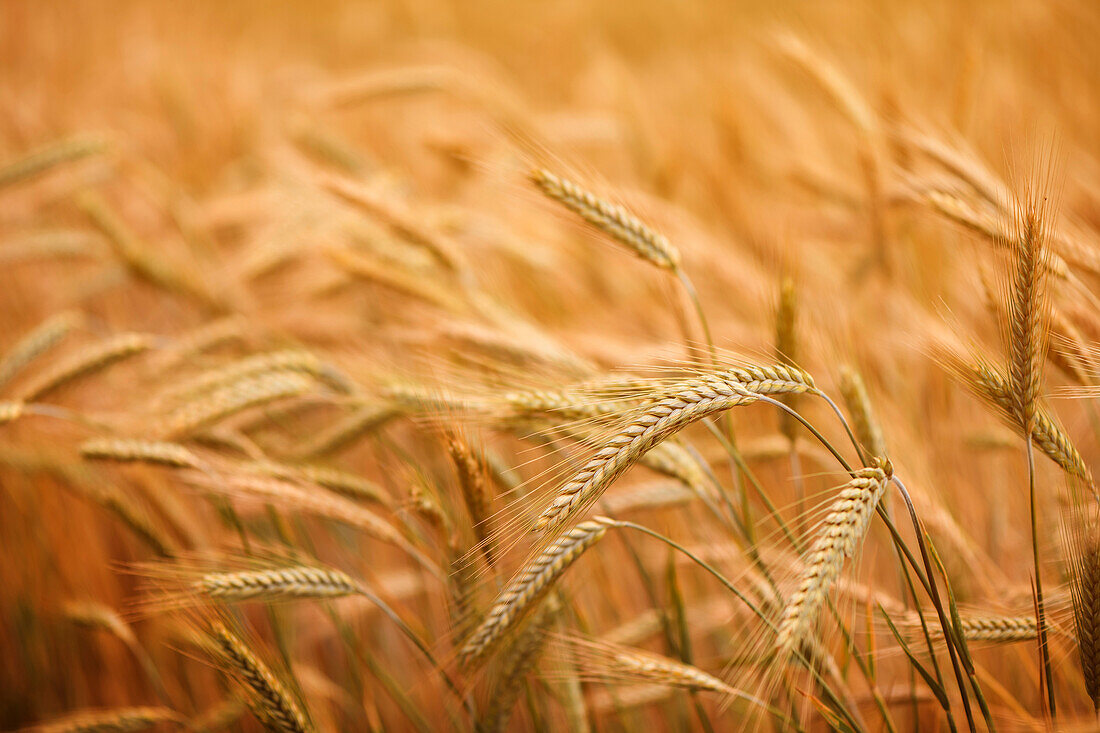 Ripe barley crop