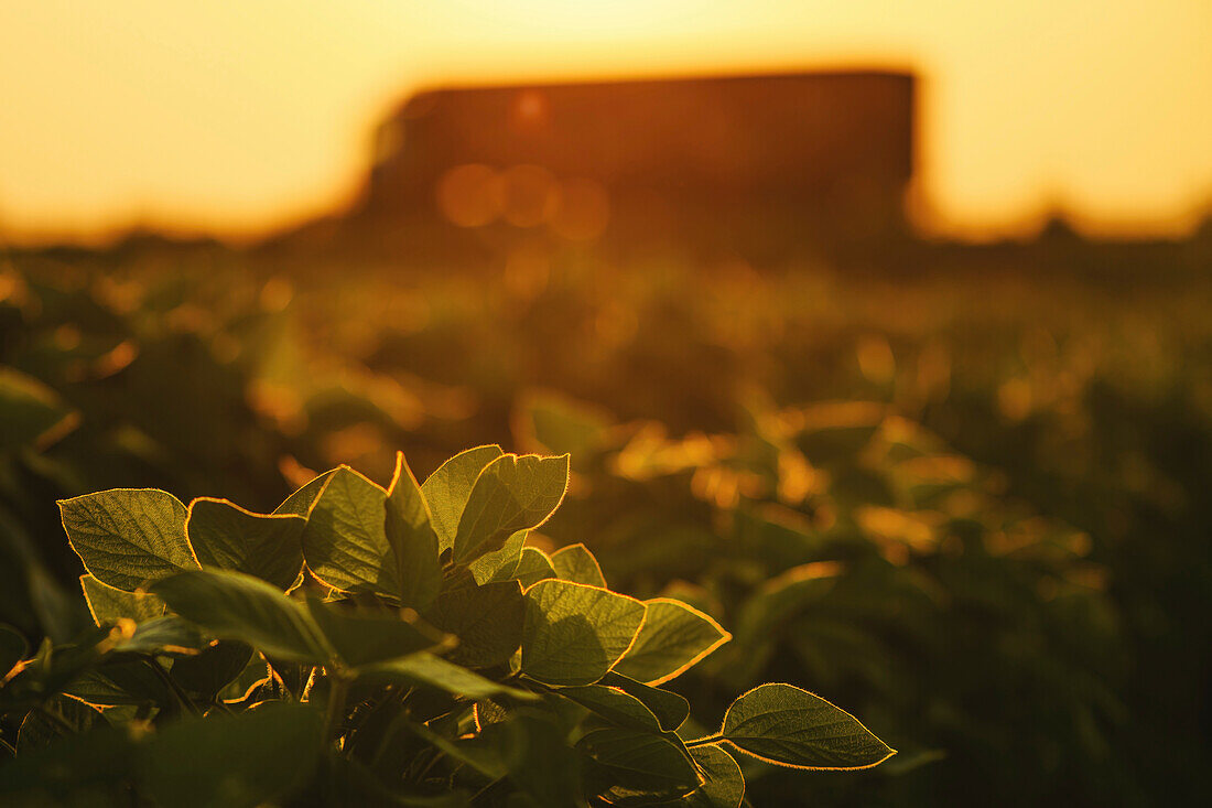 Soybean plantation
