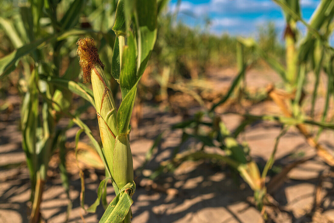 Corn crops affected by drought