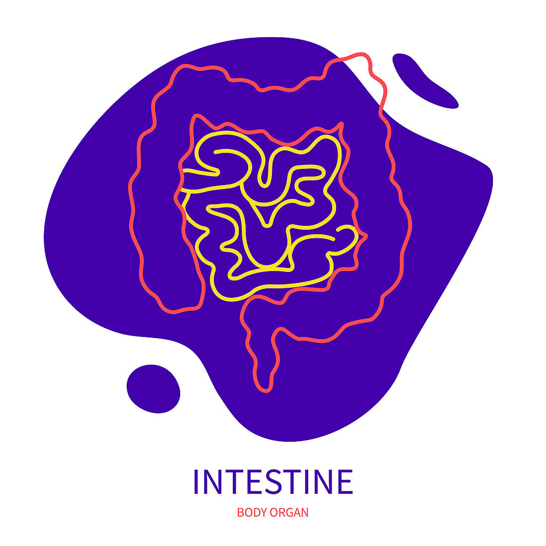 Intestine, conceptual illustration