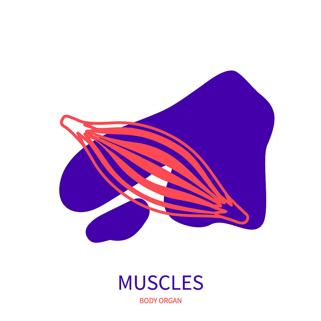 Muscles, conceptual illustration