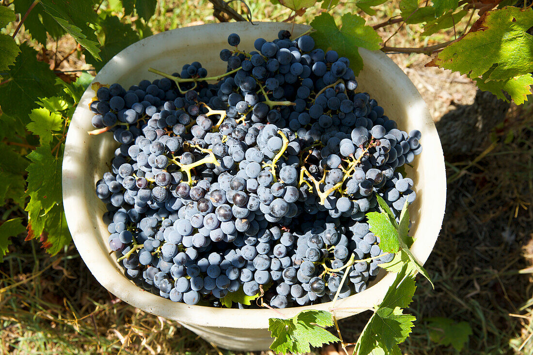 Freshly harvested blue grapes