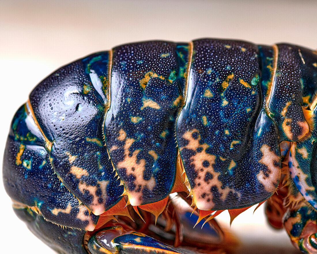 Blauer Hummer vor dem Kochen (Detail)