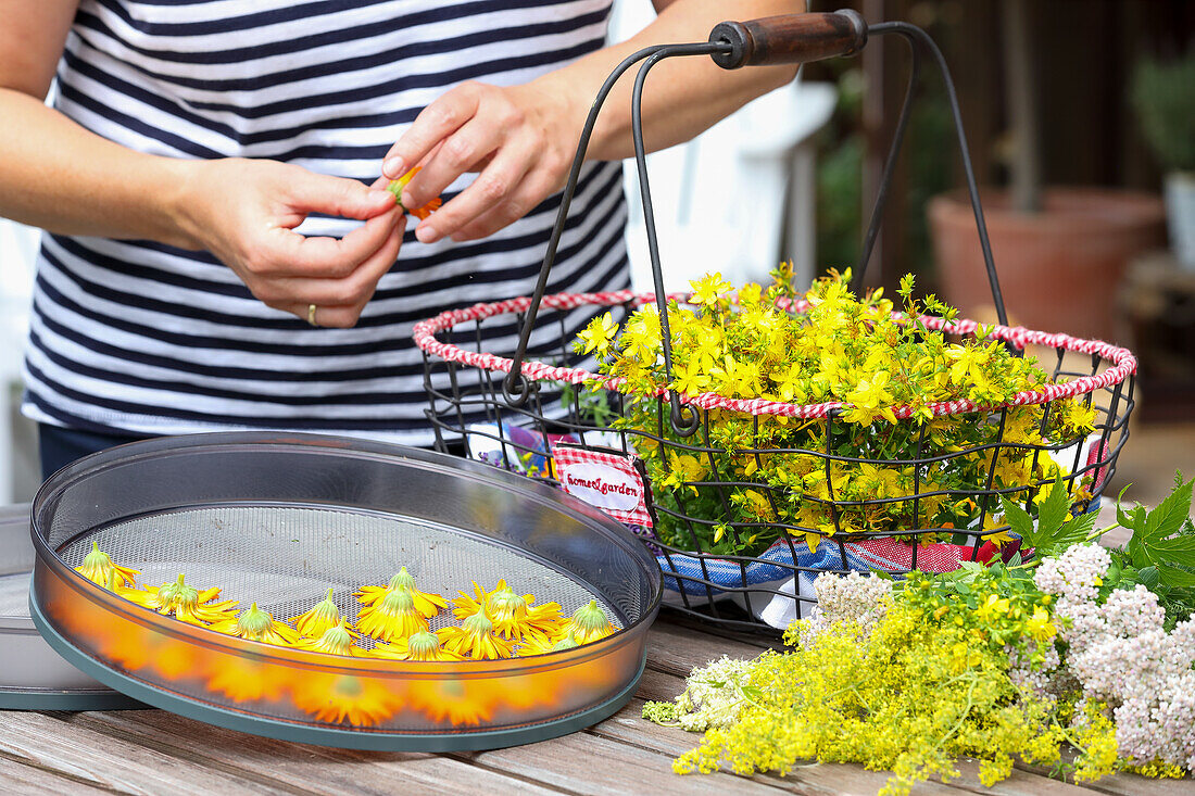 Korb mit gesammelten Johanniskraut und Arnika-Blüten im Trockensieb - Frau im Hintergrund