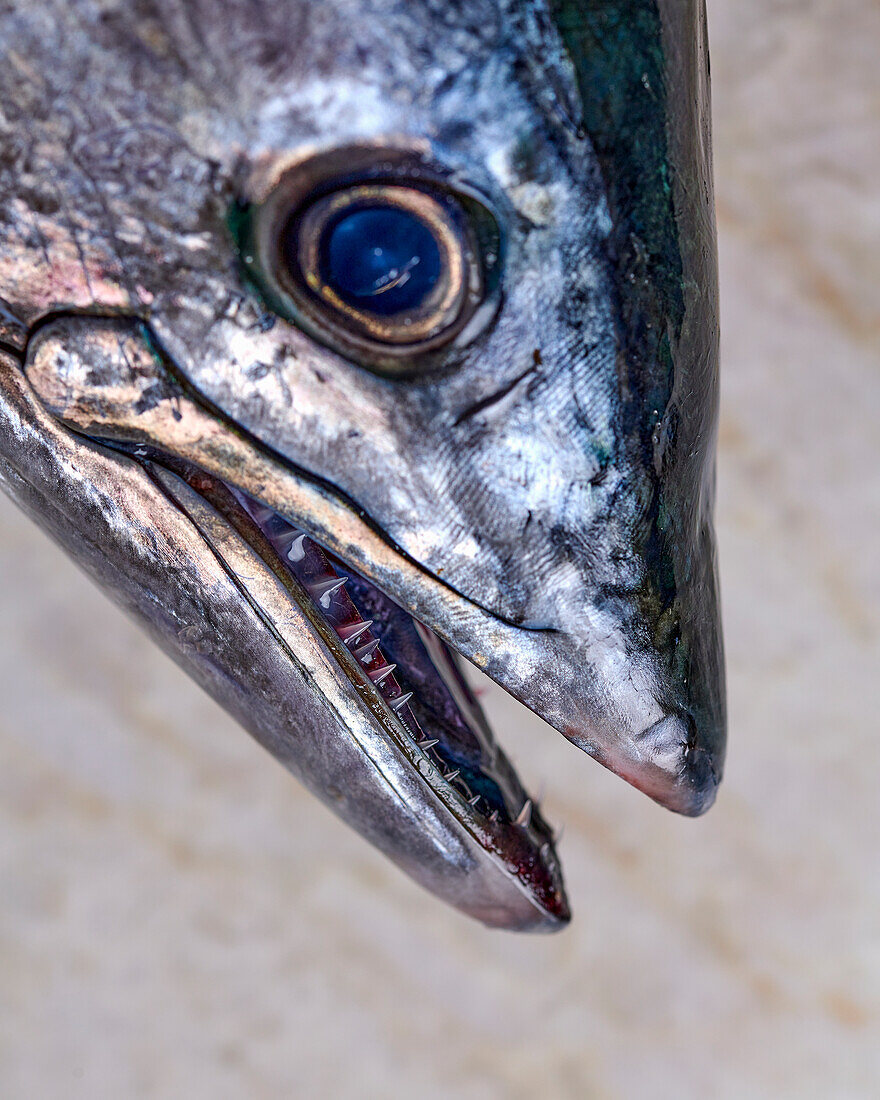 Head of a bonito (close-up)