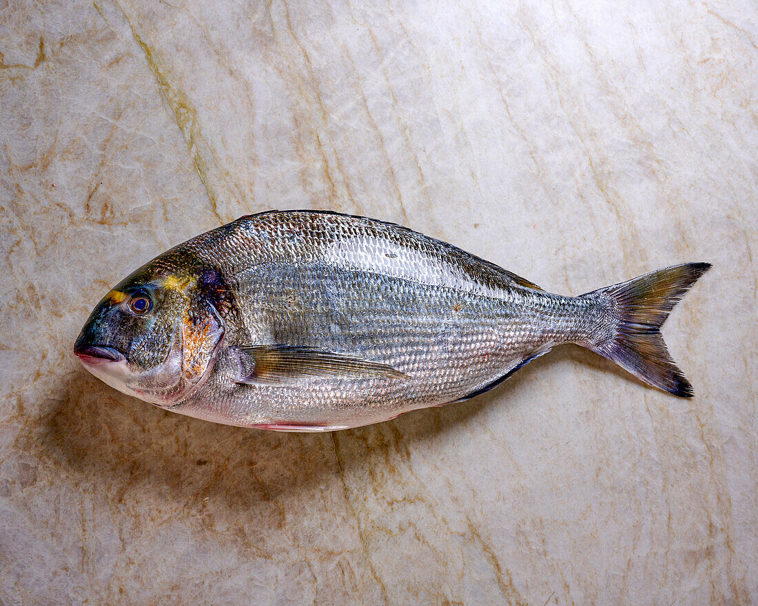 Sea bream royal