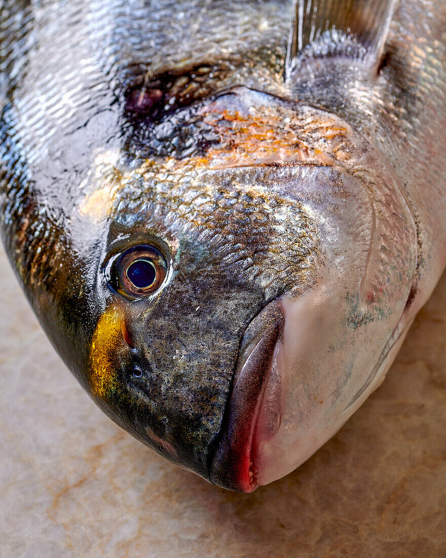 Head of a gilthead royal (close-up)