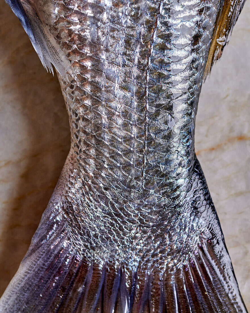 Tail fin of a gilthead royal (close-up)