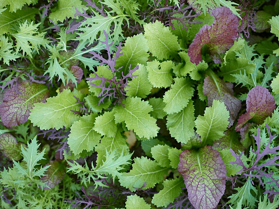 Asian salad mix in the field (close-up)