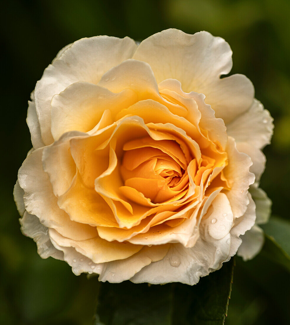 Remembrance rose (Rosa 'At Peace')