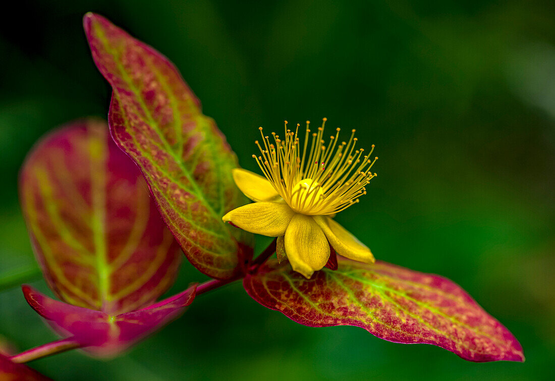 Tutsan (Hypericum androsaemum) flower