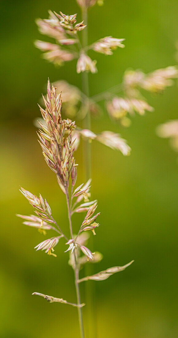 Common velvet grass (Holcus lanatus)