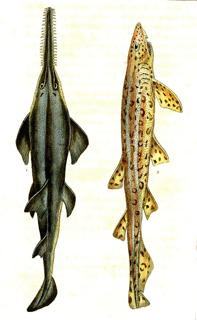 Sawfish and catshark, 19th century illustration