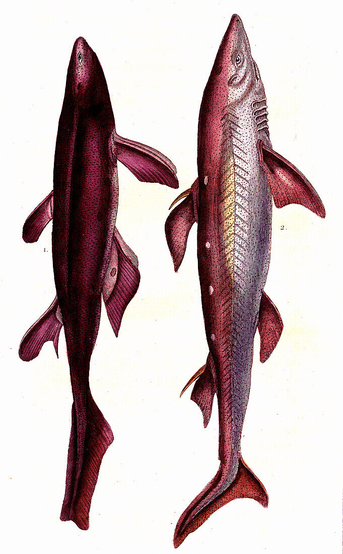 Kitefin shark and spiny dogfish, 19th century illustration