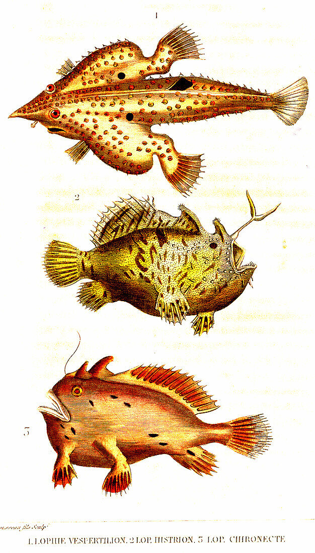 Batfish, sargassum fish and frogfish, 19th century illustration