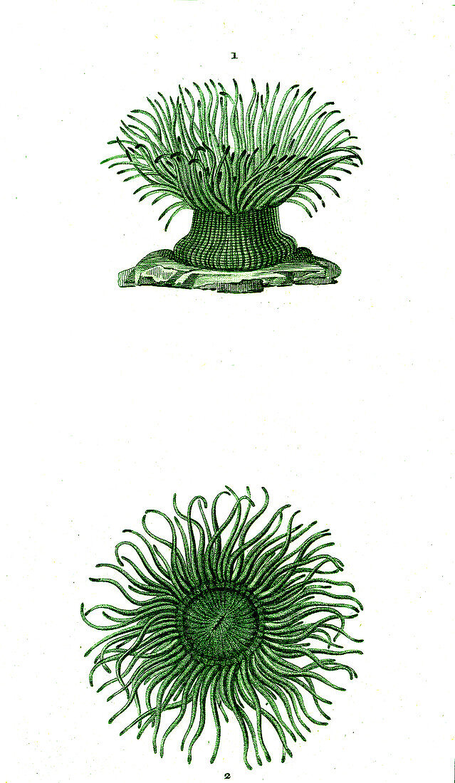 Mediterranean snakelocks sea anemone, 19th century illustration