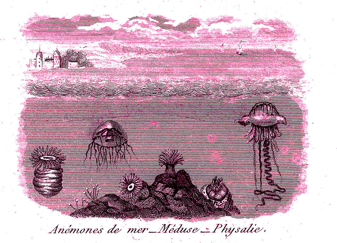Marine animals, 19th century illustration