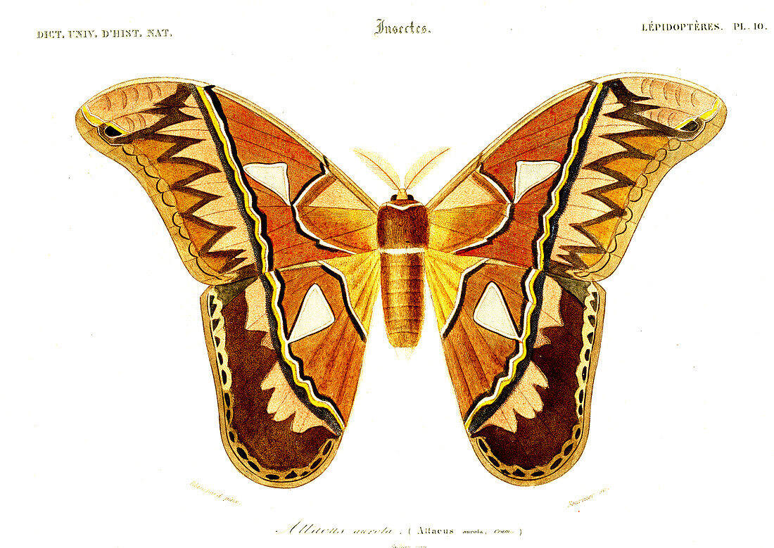 Attacus atlas moth, 19th century illustration