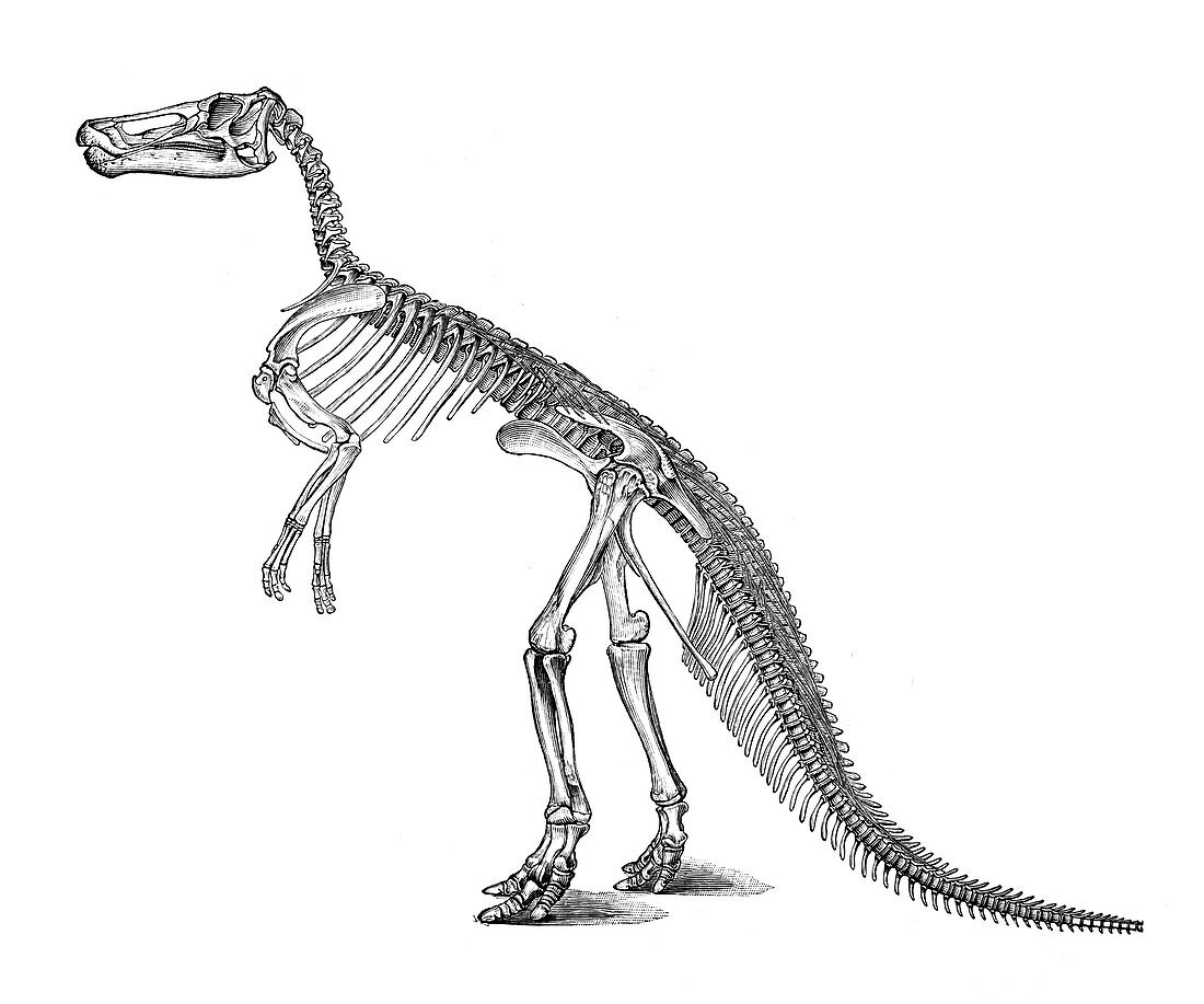 Claosaur skeleton, illustration