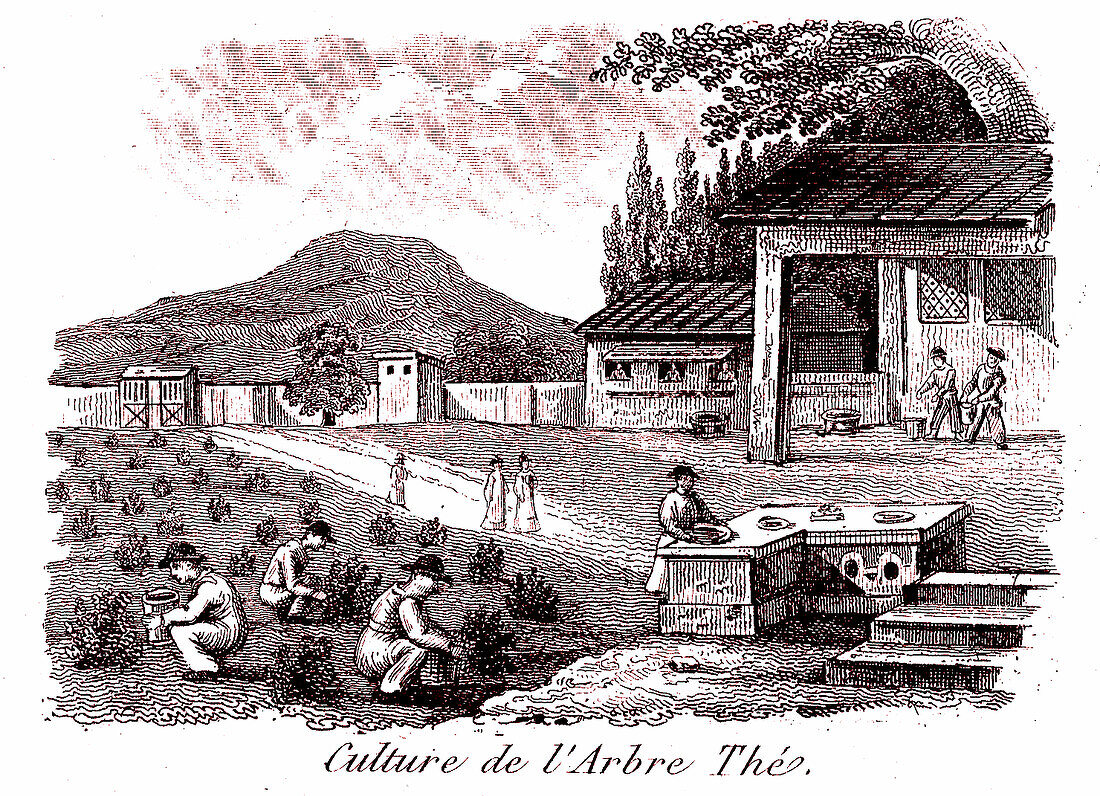 Young tea plantation, 19th century illustration