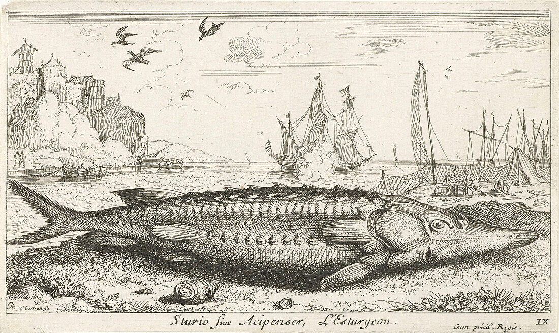 European sea sturgeon, illustration