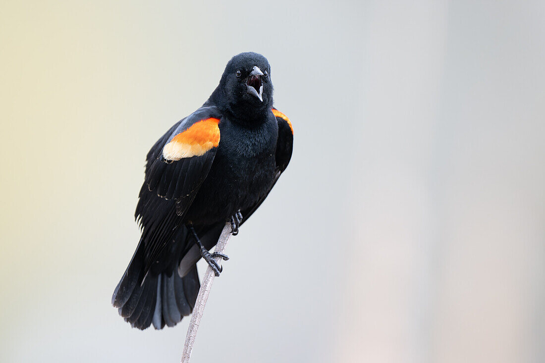 Red-winged blackbird perched on twig