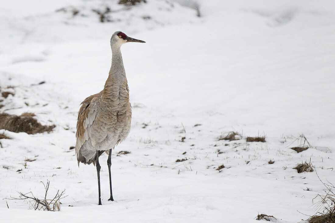 Sandhill crane standing in snow